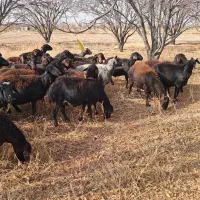 میش آبستن|حیوانات مزرعه|بناب, |دیوار