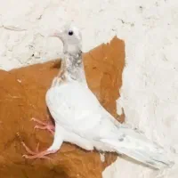 کبوتر رنگه و آلمانی سار، ساده، سفید|پرنده|نصر آباد, |دیوار