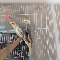 عروس هلندی مولد