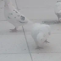 کبوتر پرشی کار درست به شرط