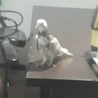 کبوتر پرشی ماده
