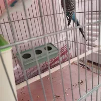 مرغ عشق|پرنده|شهرضا, |دیوار