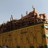 خرید چوب|خدمات باغبانی و درختکاری|پارس‌آباد, |دیوار