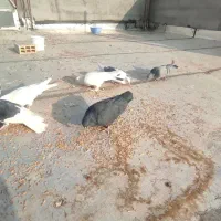 جفت کبوتر پر، نر سیاه ماده آبی