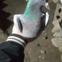 دوعدد کفتر نر دونه ای 200تومن|پرنده|ماسال, |دیوار