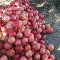 انار کوهدشت.کونانی..