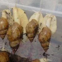 فروش تعداد محدودی حلزون از نیمه مولد تا مولد|خزنده|جیرفت, |دیوار