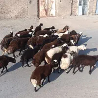 نمونه بره های تک چین شده افشاری دامداری نجبایی