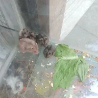 خوکچه و همستر|موش و خرگوش|قدس, شهرقدس|دیوار