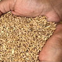 گندم خوراکی درجه۱