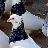 کبوتر طوقی خوشگل