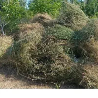 فروش یونجه