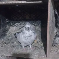 کفتر یا پرنده|پرنده|ساوه, |دیوار