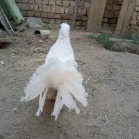 کبوتر دم چتری کاکلی(انگلیسی)|پرنده|کاشان, فاز ۱ ناجی آباد|دیوار