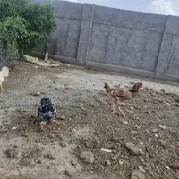 مرغ لاری کرچ