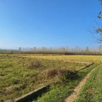 فروش زمین ۲۵۰ متری در ماسال|فروش زمین و ملک کلنگی|طاهرگوراب, |دیوار