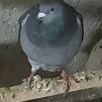 پلاکی نر|پرنده|ابهر, |دیوار