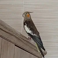 فروش عروس هلندی