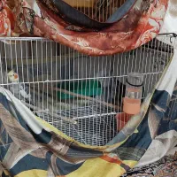 عروس هلندی سخنگو نیمه دستی بالغ