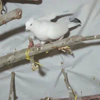 کبوتر|پرنده|ضیاء آباد, |دیوار