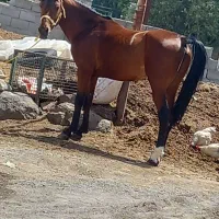 اسب|اسب و تجهیزات اسبسواری|اردبیل, |دیوار