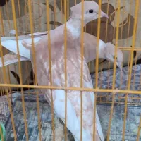 کبوتر خونگی کاکولی