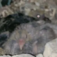 کبوتر دم چتری آمریکایی کاکل پاپربلند مولد با جوجه|پرنده|اصفهان, کشاورزی|دیوار