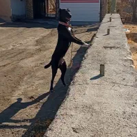 توله سرابی گم شده|حیوانات|دهگلان, |دیوار