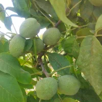 باغ 750متری پل زمانخان|فروش زمین و ملک کلنگی|فولادشهر, فولادشهر|دیوار