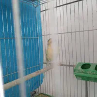 قناری گلستر|پرنده|اصفهان, فرح آباد|دیوار