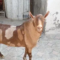 نری|حیوانات مزرعه|بندرعباس, |دیوار