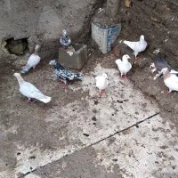 کبوتر سار سرونج کاکلی