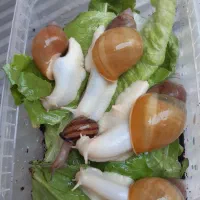 حلزون سالم و سرحال