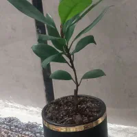 گل آپارتمانی