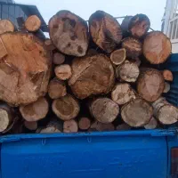 چوب بری|خدمات باغبانی و درختکاری|صوفیان, |دیوار