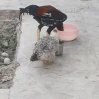 خروس لاری اصیل
