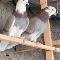 یک کبوتر هما سرور و یک کبوتر زرهی