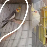 عروس هلندی حوالی مسکن مهر