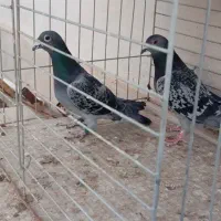 کبوتر فروشی