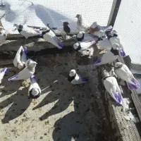 بیست عدد کبوتر طوقی