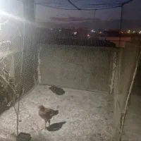 قفس مرغ خروس معاوضه با کبوتر