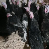 بوقلمون چهار ماهه|حیوانات مزرعه|همدان, |دیوار