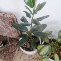 دوعدد گل طبیعی