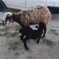 میش جوان بره دار بره نر