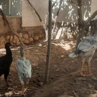 مرغ وخروس لاری جوان