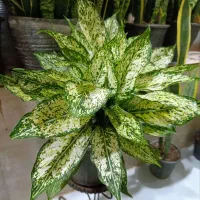 گل اپارتمانی|گل و گیاه طبیعی|رشت, پل تالشان|دیوار