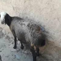 میش|حیوانات مزرعه|سربیشه, |دیوار