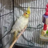 پرنده طوطی عروس هلندی|پرنده|سرخرود, |دیوار