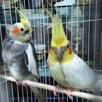 عروس هلندی نر و ماده سرحال کسی قلب داره ۲۵۰۰