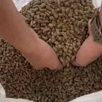 غذای بچه کپور